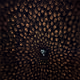 Observed