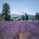 Ethereal Moments V4