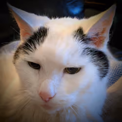 OG Outrageous Cat