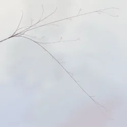 Hana's Bloom #462
