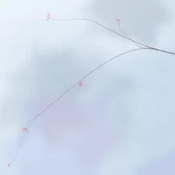Hana's Bloom #479