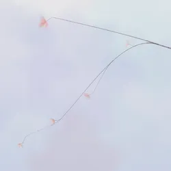 Hana's Bloom #163
