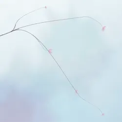 Hana's Bloom #450