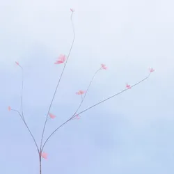 239