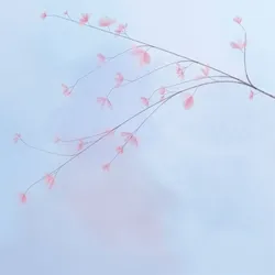 Hana's Bloom #388