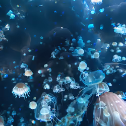 Sea of Souls #135