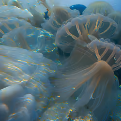 Sea of Souls #239