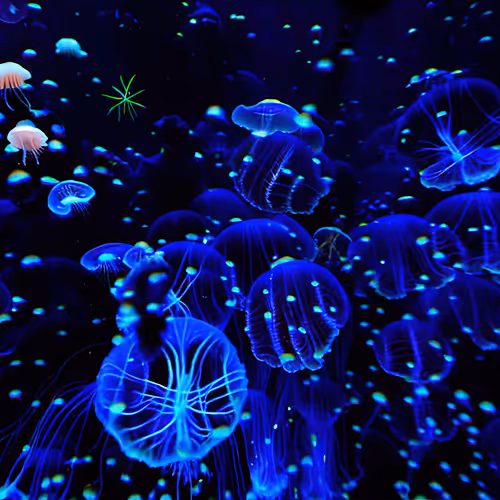 Sea Of Souls 1