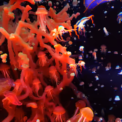 Sea of Souls #53
