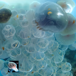 Sea of Souls #242