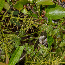 2417148950036722353919819607514285614233155083516890327649351179301769321617