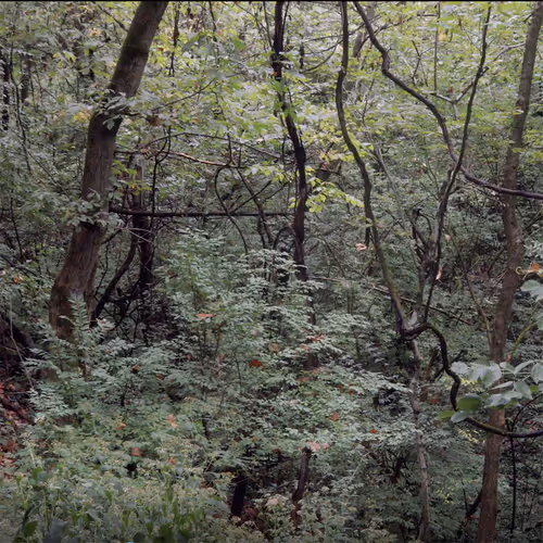 Item #88254325757456253744078051296696776249415996329994521986077676998862761574432 Media