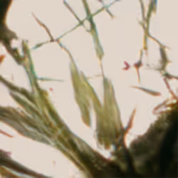 Latent Images 1.1 AP