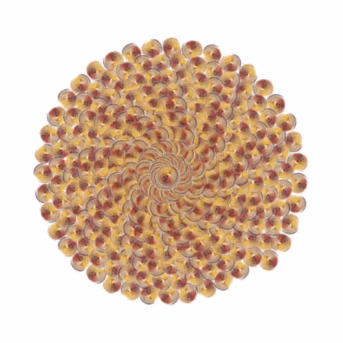 SPIN #0706