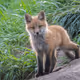 Wild - 6eoUbauxji