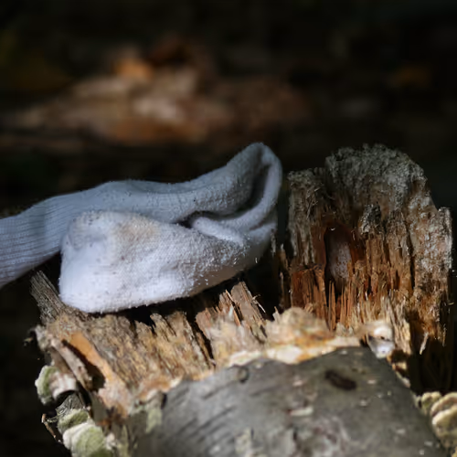 forestsocks