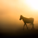Sundown Horses