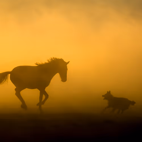 Sundown Horses