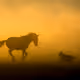 Sundown Horses