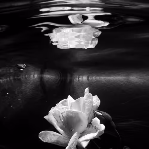 Editions by Serap Görünme