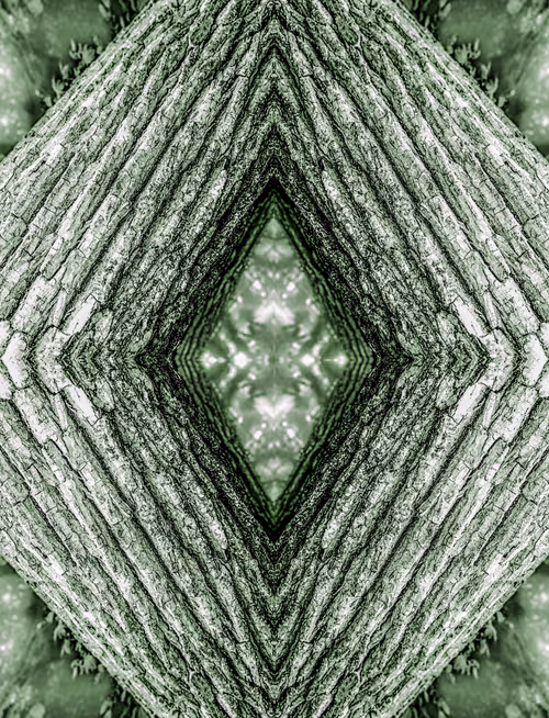 TRΞΞ LIFΞ