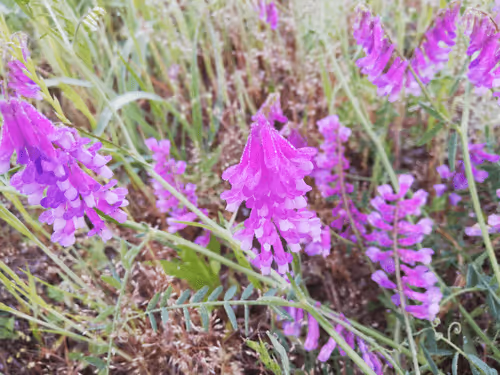 Yukinobu Kurata Library of MTB