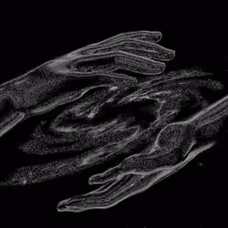 The World Is Yours (Noir)