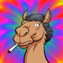 Arabian Camel #4939