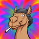 Arabian Camel #4939