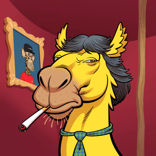 Arabian Camel #11981