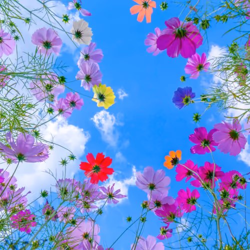Colorful cosmos