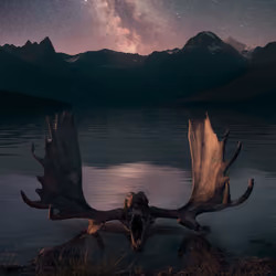 Astro Antlers