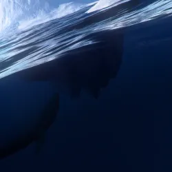 Homo Aquaticus