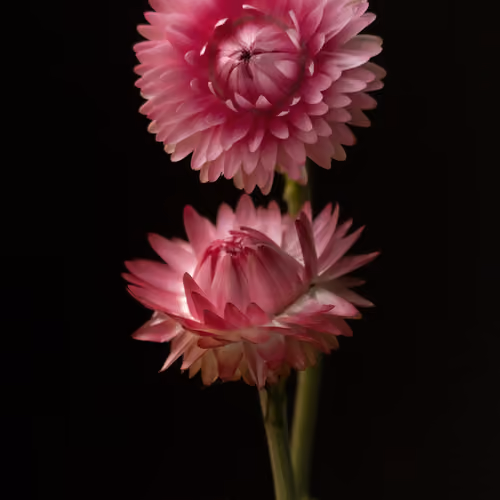 French Flowers #4