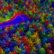 Forest of C҉o҉l҉o҉r҉s҉