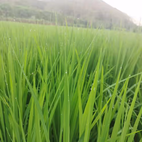 Green in spring