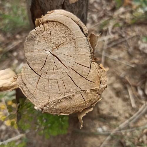 Tree Stump