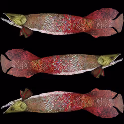 Arapaima Clones