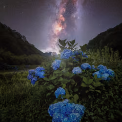Starry Flower