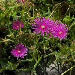 Iceplant [NFT Version}