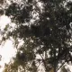 126051
