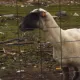 72838