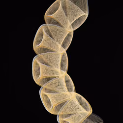 Spine