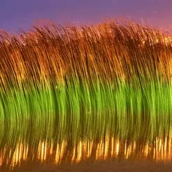 You Can Learn A Lot From a Hair Follicle