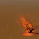 Burned Bush