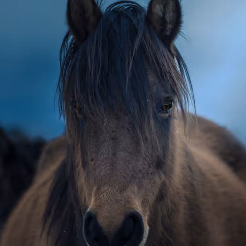 The Horses V2