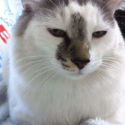 otosibuta.base.eth Basenames (.base.eth domains) based on ENS PFP