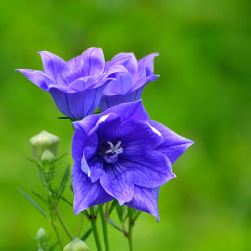 purple flower