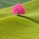 Nature by F.A