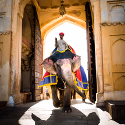 Elephant Ride #14/15